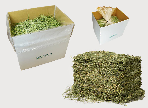 業務用牧草